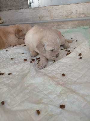 CHIOT